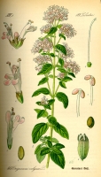 Oregano - Dobromysl obecná