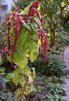 Kiwicha - Amaranthus Kiwicha - Amaranthus
