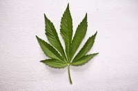 Marihuana