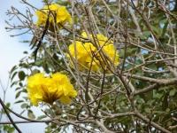 Tahuari: Tabebuia serratifolia