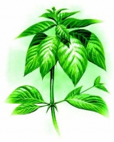 Vilcacora - královna léčivých rostlin