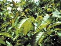 Vilcacora