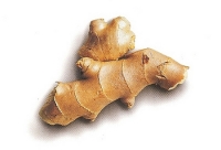 Zázvor