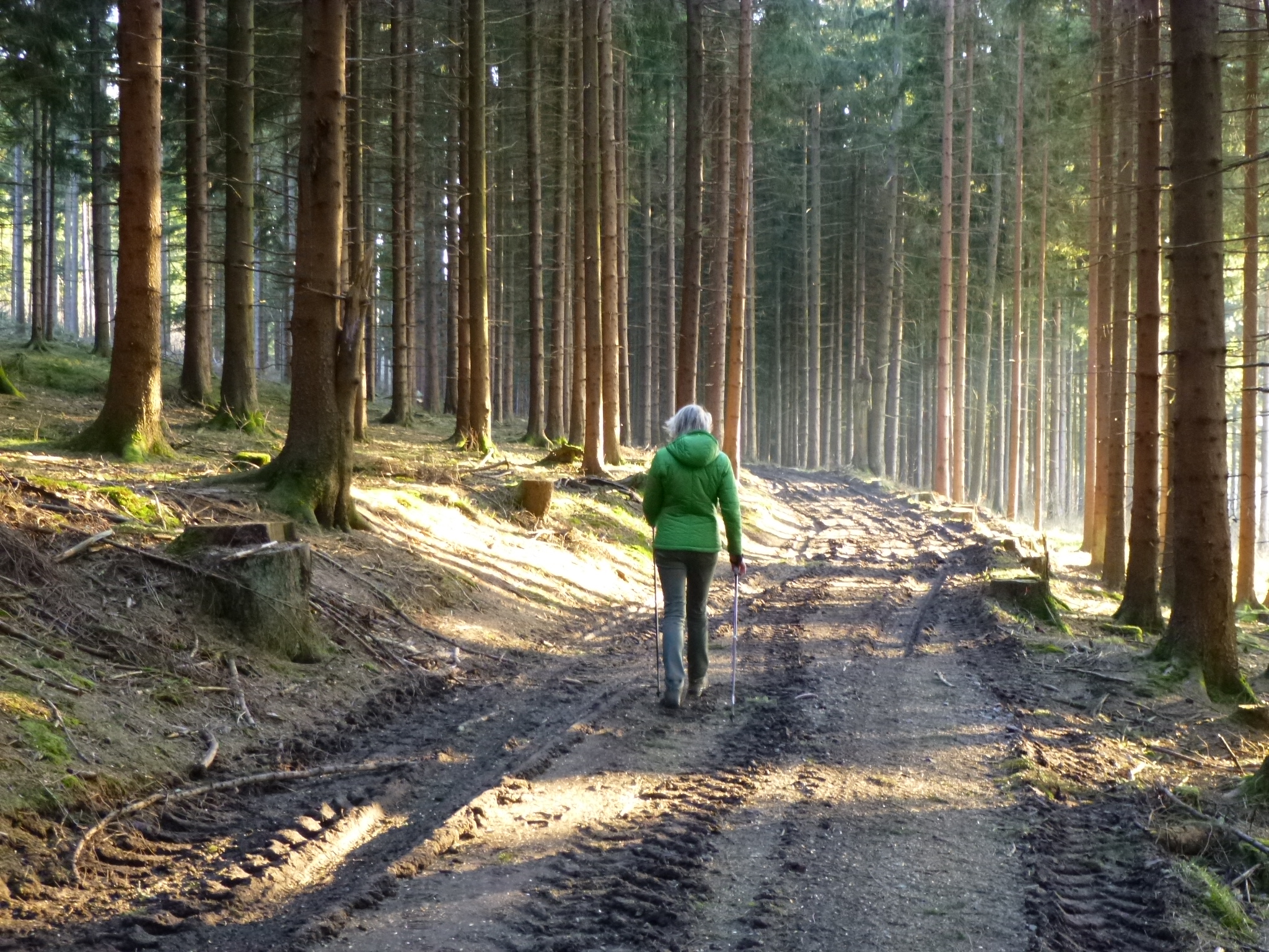 Погулять по лесу. Прогулка в лесу. Гулять по лесу. Прогулка в Сосновом лесу. Пешие прогулки по лесу.